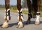 Ooteman Paardensport