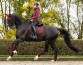 Ooteman Paardensport