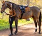 Ooteman Paardensport