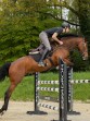 Ooteman Paardensport