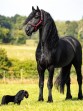 Ooteman Paardensport