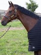 Harry's Horse Onderdeken Powerliner 200 Black