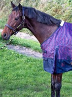 Harry's Horse Outdoor Rug Thor Dress Blues