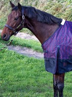 Harry's Horse Outdoor Rug Thor Dress Blues